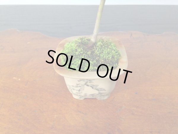 画像4: 山もみじ　 小品/ミニ盆栽 (4)