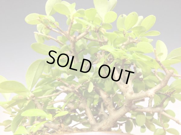 画像3: イボタ　ミニ盆栽 (3)