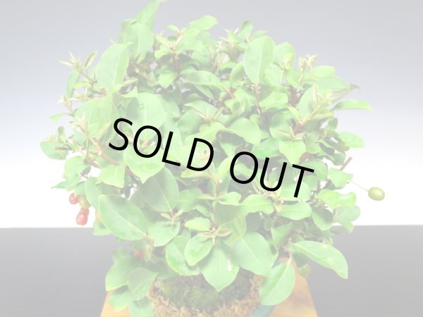 画像6: 一才ぐみ　貴風盆栽 (6)