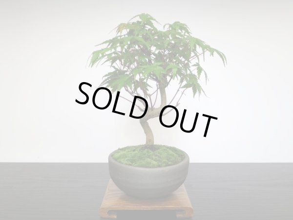 画像4: 山もみじ 小品盆栽 (4)