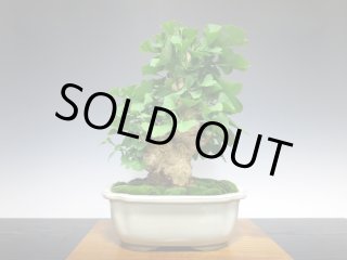 貴風/中品盆栽 - FROM JAPAN
