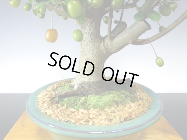 画像5: 一才ぐみ　貴風盆栽 (5)