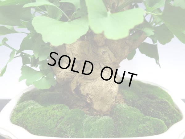 画像5: 乳銀杏 貴風盆栽 (5)