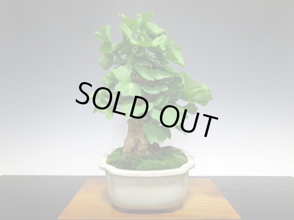 画像7: 乳銀杏 貴風盆栽 (7)