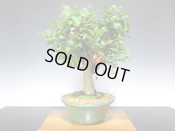 画像8: 一才ぐみ　貴風盆栽 (8)