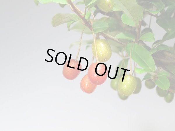 画像3: 一才ぐみ　貴風盆栽 (3)