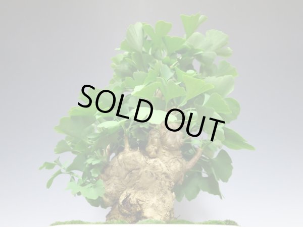 画像3: 乳銀杏 貴風盆栽 (3)