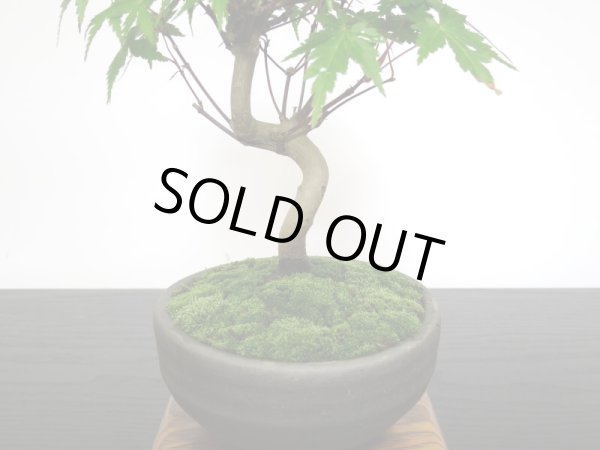 画像5: 山もみじ 小品盆栽 (5)