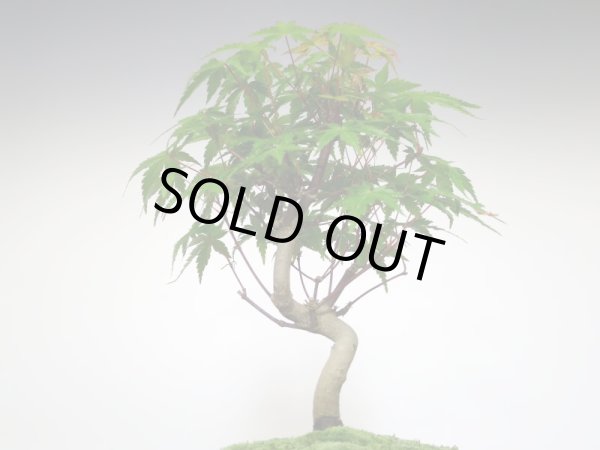 画像3: 山もみじ 小品盆栽 (3)