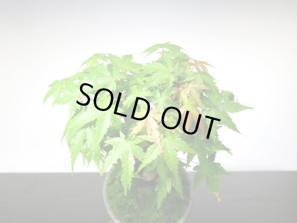 画像6: 山もみじ 小品盆栽 (6)