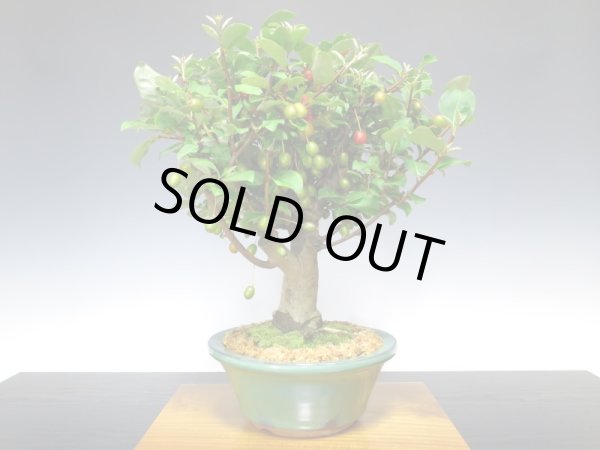 画像7: 一才ぐみ　貴風盆栽 (7)