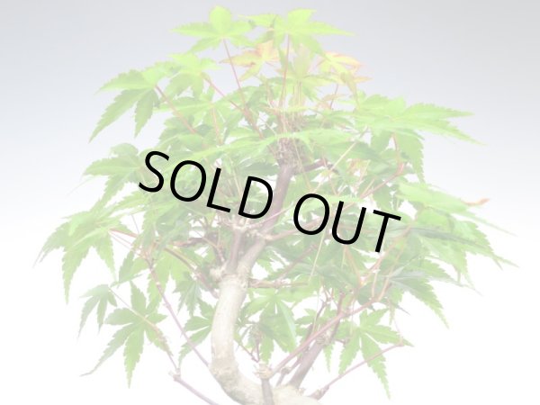 画像2: 山もみじ 小品盆栽 (2)