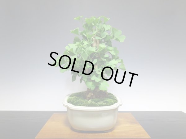 画像8: 乳銀杏 貴風盆栽 (8)