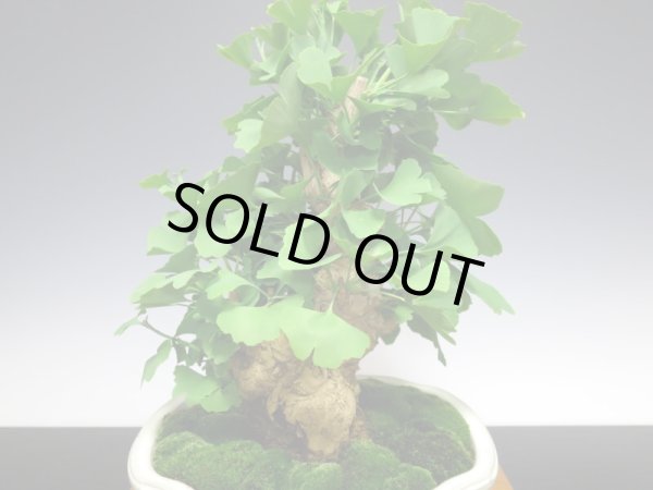 画像6: 乳銀杏 貴風盆栽 (6)