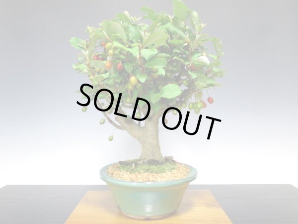 画像4: 一才ぐみ　貴風盆栽 (4)
