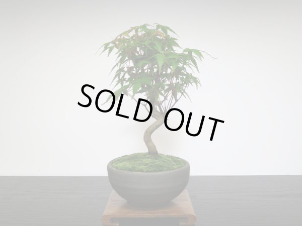 画像7: 山もみじ 小品盆栽 (7)