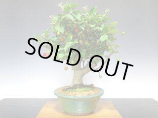 格安盆栽素材/生産品紹介/老爺柿 「紅光」 貴風盆栽 販売/通販のFROM JAPAN