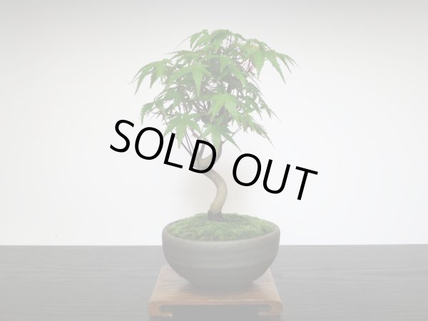 画像8: 山もみじ 小品盆栽 (8)