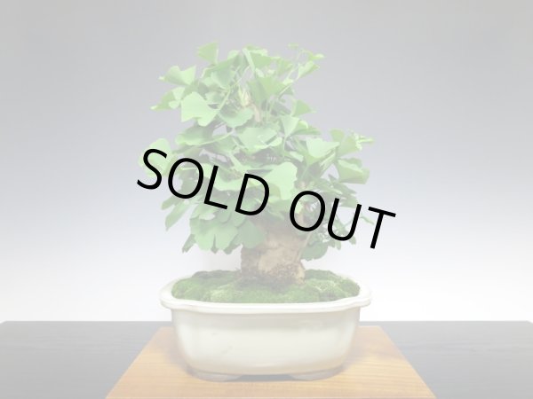 画像4: 乳銀杏 貴風盆栽 (4)