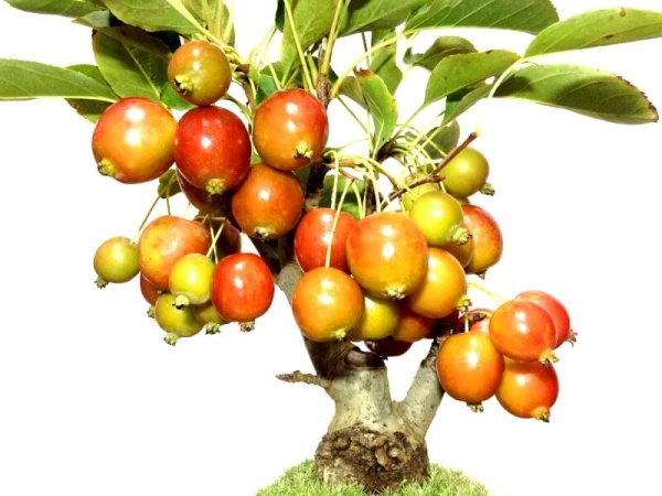 画像7: 姫リンゴ 小品盆栽 (7)