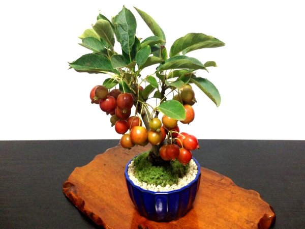 画像8: 姫リンゴ 小品盆栽 (8)