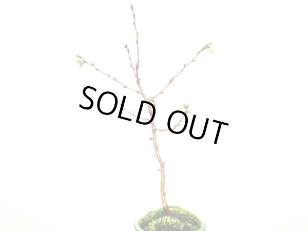 画像4: 信濃寒桜　貴風盆栽素材 (4)