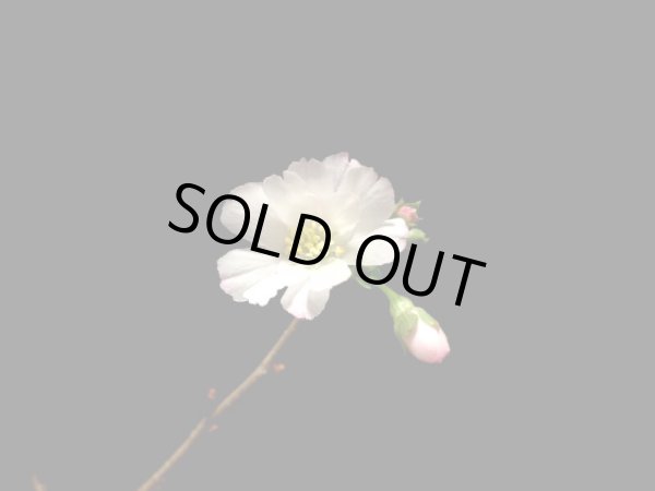 画像2: 信濃寒桜　貴風盆栽素材 (2)