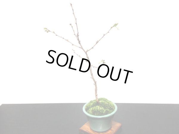 画像6: 信濃寒桜　貴風盆栽素材 (6)