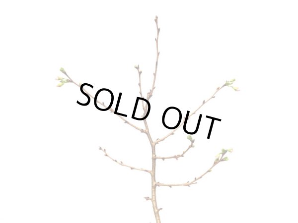 画像5: 信濃寒桜　貴風盆栽素材 (5)