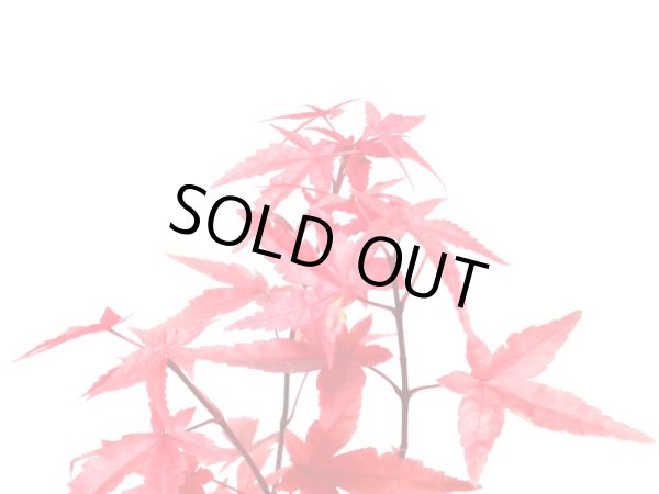 画像7: 出猩々もみじ　小品盆栽素材 (7)