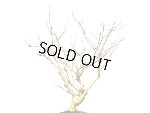 画像5: 紫式部 貴風盆栽 (5)