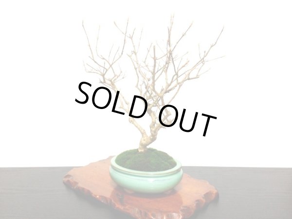 画像8: 紫式部 貴風盆栽 (8)