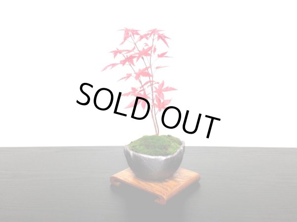 画像5: 出猩々もみじ　小品盆栽素材 (5)