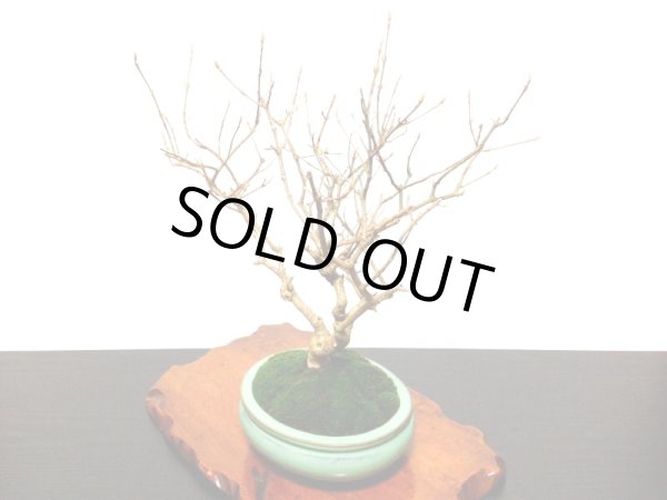 画像9: 紫式部 貴風盆栽 (9)