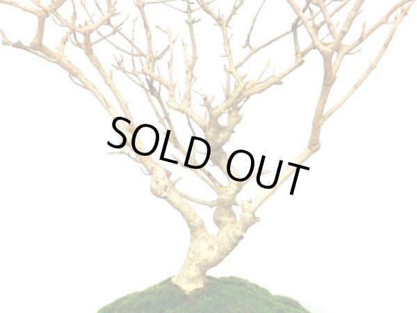 画像6: 紫式部 貴風盆栽 (6)