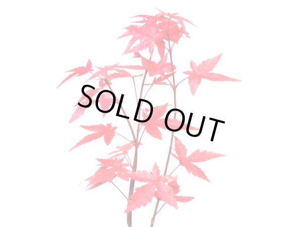 画像6: 出猩々もみじ　小品盆栽素材 (6)