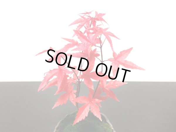 画像2: 出猩々もみじ　小品盆栽素材 (2)