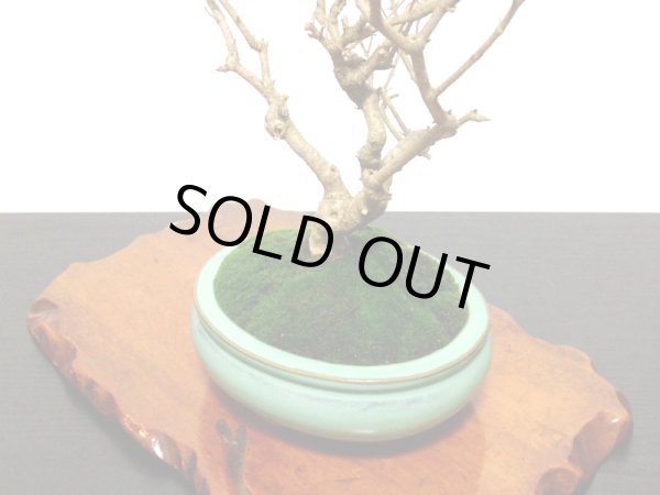 画像4: 紫式部 貴風盆栽 (4)