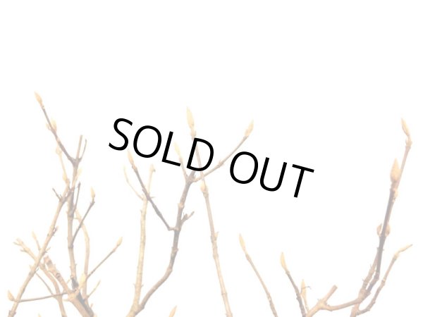 画像7: 紫式部 貴風盆栽 (7)