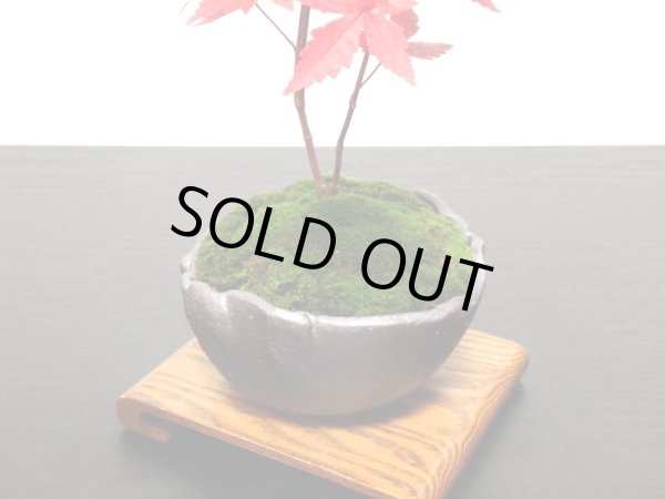 画像4: 出猩々もみじ　小品盆栽素材 (4)