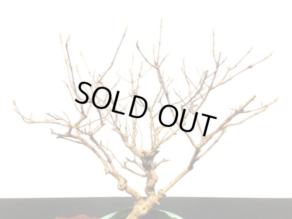 画像3: 紫式部 貴風盆栽 (3)