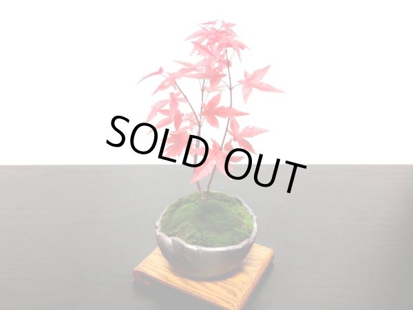 画像3: 出猩々もみじ　小品盆栽素材 (3)
