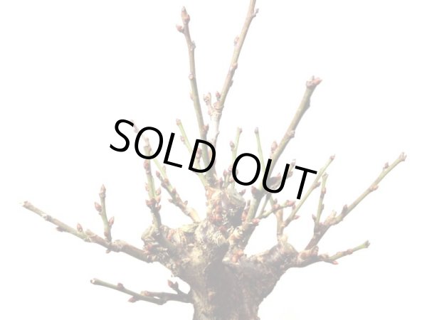 画像8: 花梅　「鹿児島紅梅」　貴風盆栽素材 (8)