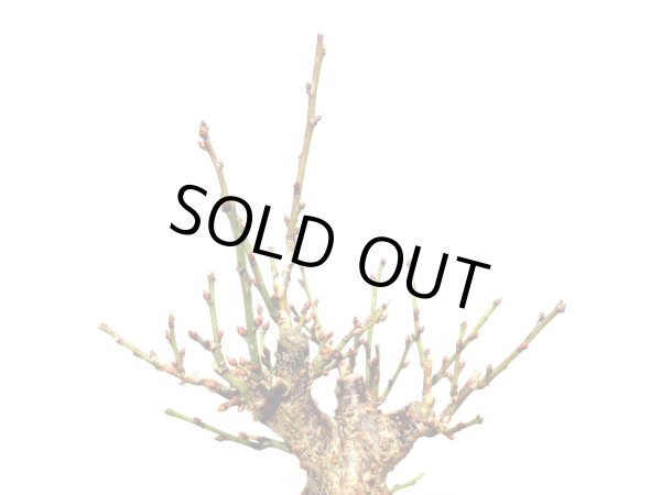 画像2: 花梅　「鹿児島紅梅」　貴風盆栽素材 (2)