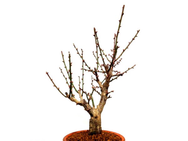 画像3: 花梅 「大盃」 貴風盆栽素材 (3)