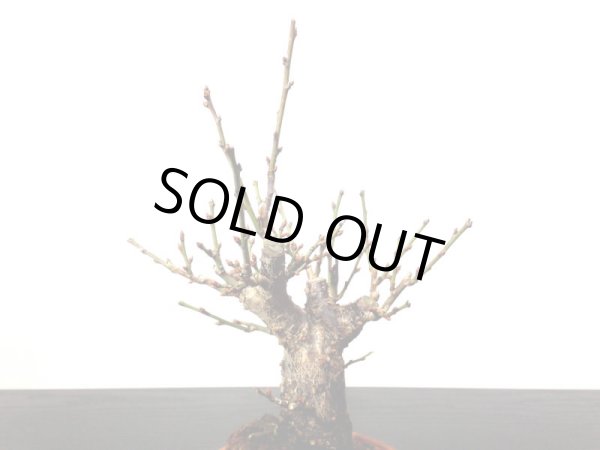 画像3: 花梅　「鹿児島紅梅」　貴風盆栽素材 (3)