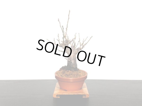 画像9: 花梅　「鹿児島紅梅」　貴風盆栽素材 (9)