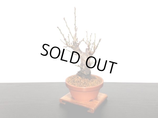 画像4: 花梅　「鹿児島紅梅」　貴風盆栽素材 (4)