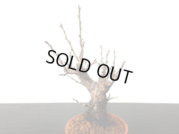 画像7: 花梅　「鹿児島紅梅」　貴風盆栽素材 (7)