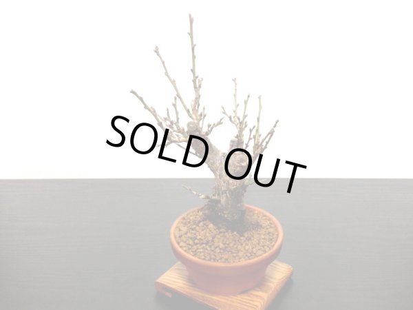 画像5: 花梅　「鹿児島紅梅」　貴風盆栽素材 (5)